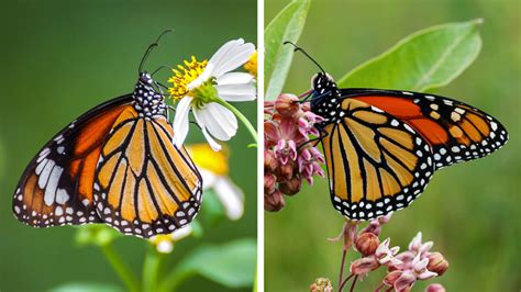 10 Main Difference Between Monarch And Viceroy Butterfly