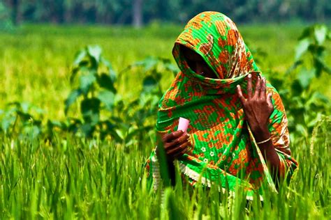 women farmers empowerment   key ingredient  social sustainability rice today