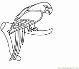 Scarlet Macaw Drawing Getdrawings sketch template