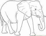 Elephant Coloring African Pages Drawing Print Color Elephants Kids Animals Coloringpages101 Broom Silhouette Witches Printable Pdf Getdrawings Getcolorings Koopalings sketch template