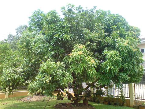 trees planet mangifera indica mango tree