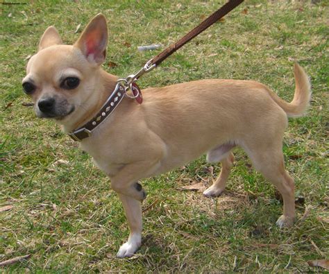chihuahua puppies rescue pictures information temperament characteristics animals breeds
