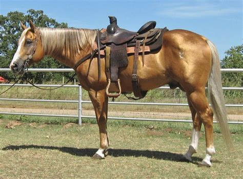 stallions  sale horses american quarter horse quarter horse