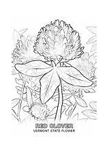 Vermont State Coloring Flag Flower Printable sketch template