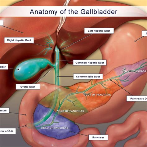 Normal Anatomy Of The Gallbladder And Pancreas Trialexhibits Inc