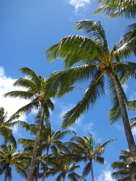 dreams  hd hawaiian holiday