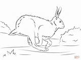 Hare Arctic Coloring 3kb 1200 sketch template