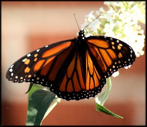 monarch   photo monarch