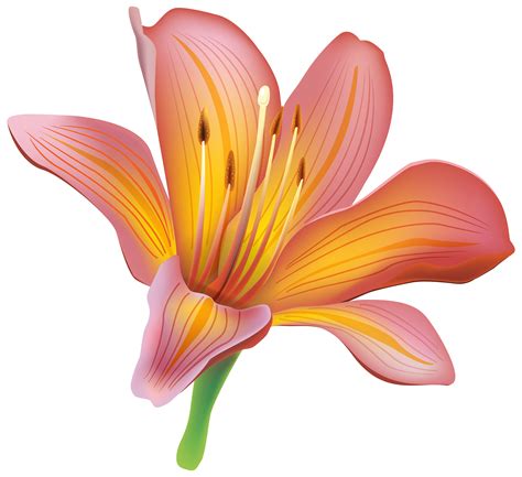 lily flower png clipart  web clipart