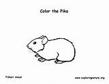 Pika Coloring Pike American Sponsors Wonderful Support Please sketch template