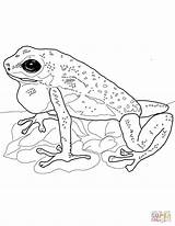 Frog Poison Dart Coloring Strawberry Pages Coqui Drawing Realistic Supercoloring Frogs Printable Sheets Adult sketch template