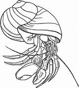Crab Hermit Coloring Pages Drawing Print Color Getdrawings Animal Animals sketch template