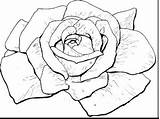 Rose Coloring Getdrawings Pages sketch template