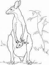 Animal Wallaby Coloring Australian Template Kangaroo Pages Templates Animals Outline Rock Drawing Colouring Baby Printable Drawings Kids Crafts Mother Online sketch template