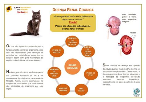doenca renal cronica  check  geriatrico  clinica veterinaria santo