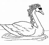 Cisne Cygne Colorear Cigno Cigne Cisnes Disegno Coloriages Desenho Flors Amb Sisne Coloritou Dibuix Dibuixos Album Acolore Oiseaux Aves sketch template