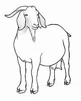 Goat Drawing Nubian Pygmy Sketch Drawings Pencil Realistic Getdrawings Description Ucsc Igem sketch template