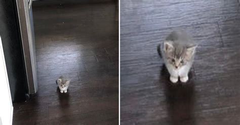 tiny kitten pictures