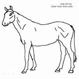 Warmblood Mare Coloring Pages Index Own Color sketch template