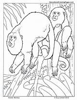 Howler Monkey Coloring Primates Monkeys Designlooter sketch template