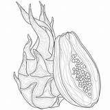 Antistress Papaya Adults Fruit sketch template
