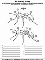 Coloring Ant Worksheet Anatomy Asu Askabiologist Pages Biologist Ask Worksheets Activity sketch template
