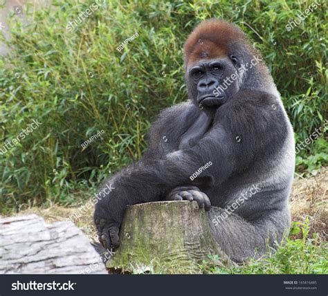red headed gorilla stock photo  shutterstock