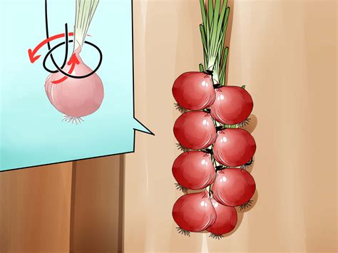 grow onions  seed  pictures wikihow