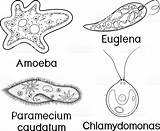 Paramecium Amoeba Unicellular Organisms sketch template