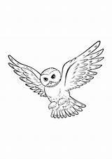Potter Harry Hedwig Owl Kleurplaat Uil Uilen Tattoos Coloring Drawing Pages Tekeningen Owls Drawings Hogwarts Colouring Uploaded User His Downloaden sketch template