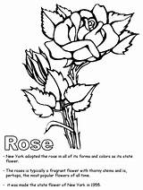 Rose Coloring Color Roses Cherokee Pages York Clip Drawing Printable Print Clipart State Library Getdrawings Flower Popular Sheet Coloringhome Comments sketch template