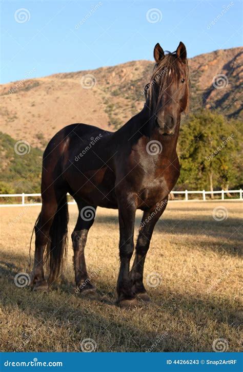 large strong brown colt horse stock photo image