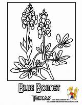 Coloring Texas Bluebonnet Flower State Pages Bluebonnets Blue Drawing Usa Bonnets Designlooter Sheets 38kb Getdrawings Choose Board sketch template