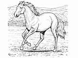 Pages Coloring Horse Miniature Getcolorings sketch template