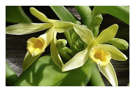 vanilla planifolia  plant   commercially important orchid