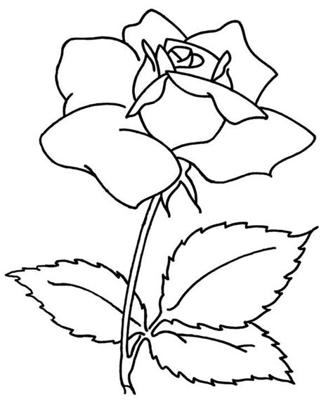 rose flower coloring page netart