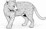 Jaguar Pustyni Kolorowanka Kot Druku Pustynia Downloadable Educative Drukowanka Dużej Obrazku Powierzchni Jaguara Aktualnie Przedstawionym Teren Który Widzisz Znajduję sketch template