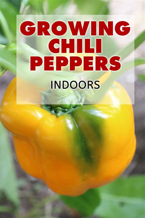 growing chili peppers indoors chili pepper madness