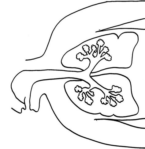 coloring page human body human body anatomy coloring book coloring