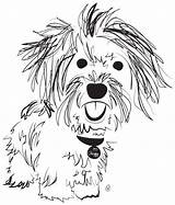 Havanese Coloring Dog Pages Drawing Cartoon Dogs Cute Animal Getcolorings Charity Awareness Dollars Raises Pups Quilts Different Related Drawings Non sketch template