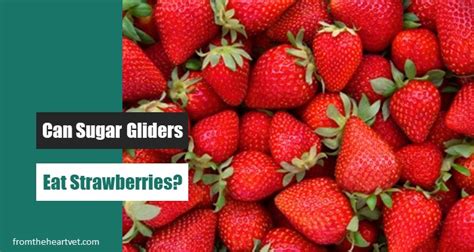 sugar gliders eat strawberries explained