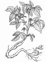 Plant Poison Ivy Drawing Getdrawings Toxicodendron sketch template