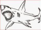 Shark Coloring Pages Printable Filminspector sketch template