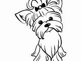 Yorkie Coloring Pages Drawing Puppy Dog Line Printable Drawings Getcolorings Paintingvalley Color Print Rescue Getdrawings sketch template