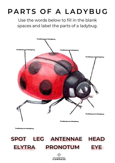 parts   ladybug printable insect activities book activities insect unit study