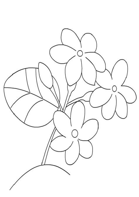 coloring pages jasmine flower  printable jasmine coloring pages