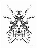 Insects Flies Abcteach Cache1 sketch template