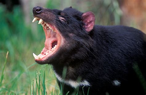 ansteckender krebs hoffnung fuer den tasmanischen teufel wissenschaftde