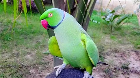 latest variety  ring neck parrots ang chicks yellow ringneck green ringneck  nabeel tv