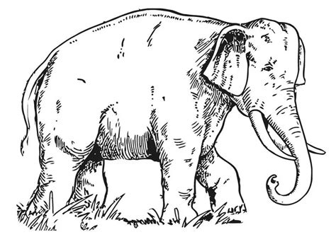 coloring page elephant  printable coloring pages img